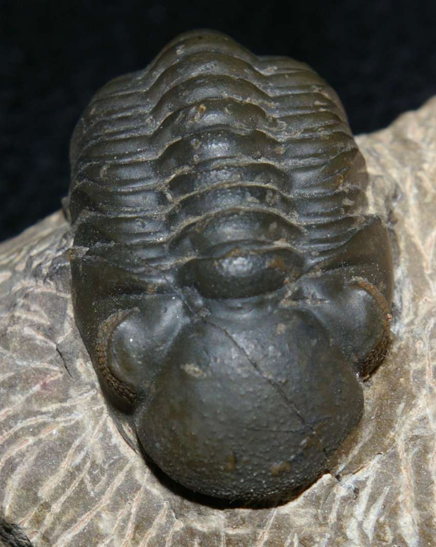 trilobite fossil.jpg
