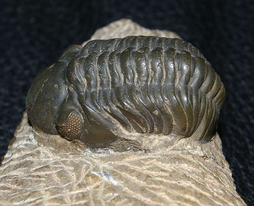 trilobite for sale.jpg