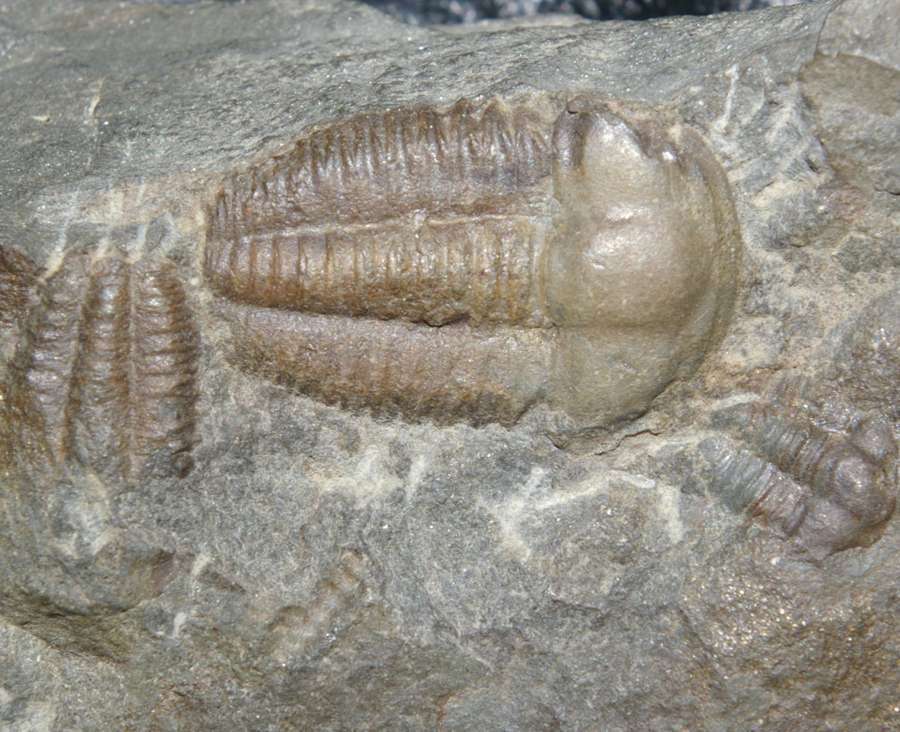 Ellipsocephalus hoffig