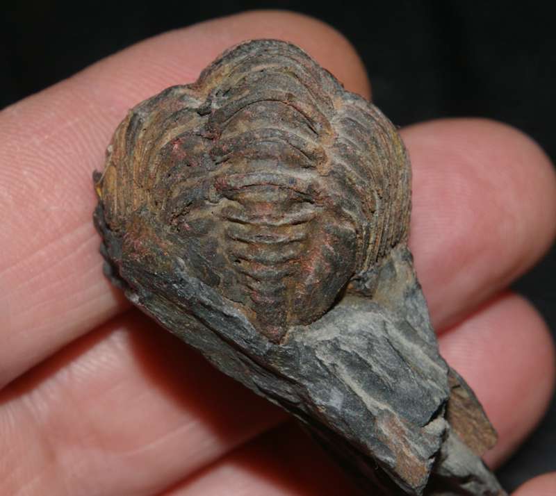 Neseuretus tristani