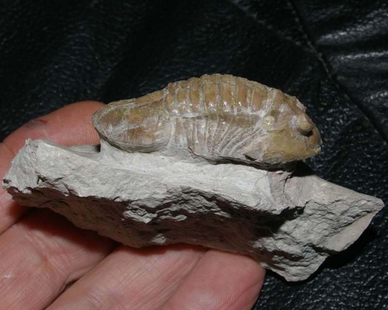 Asaphus lepidurus