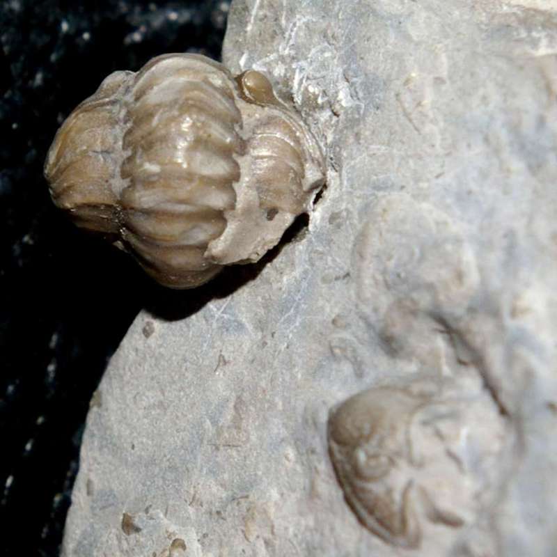 Mississippian Trilobite