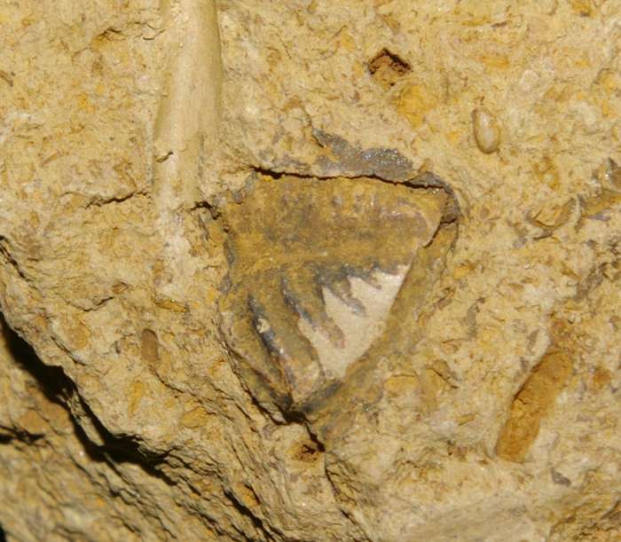 Xiphogonio trantanstenensis
