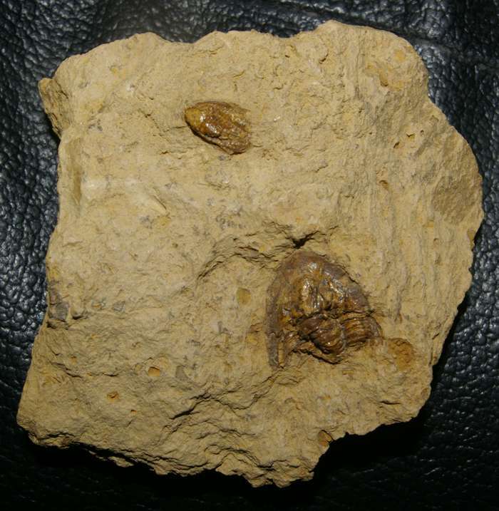 Xiphogonio trantanstenensis