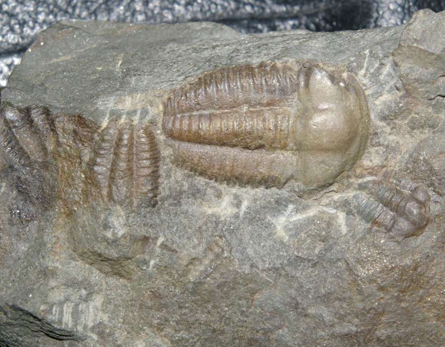 Ellipsocephalus hoffi