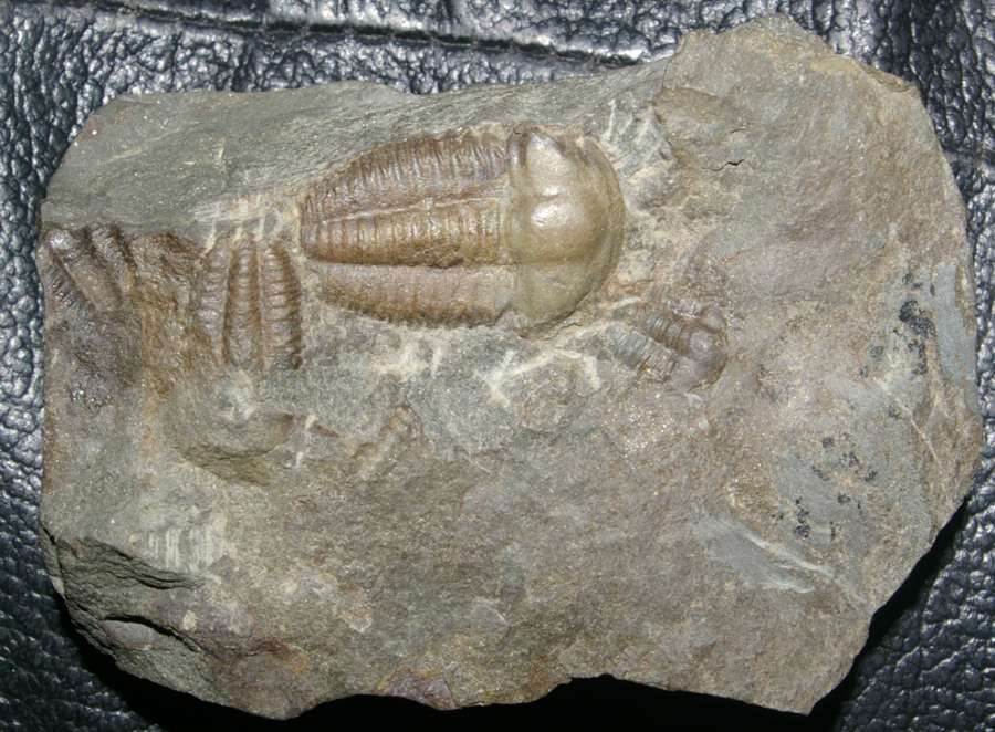 Cambrian trilobite 