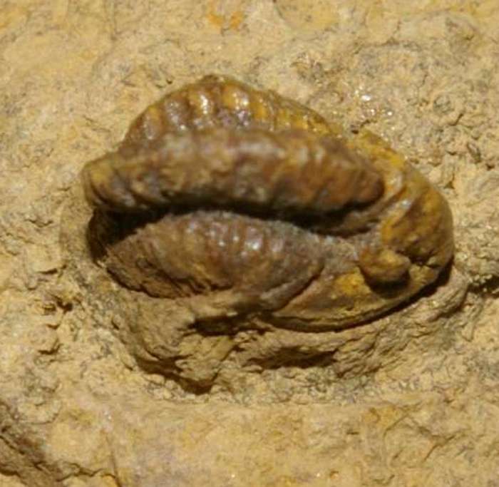 Trilobite