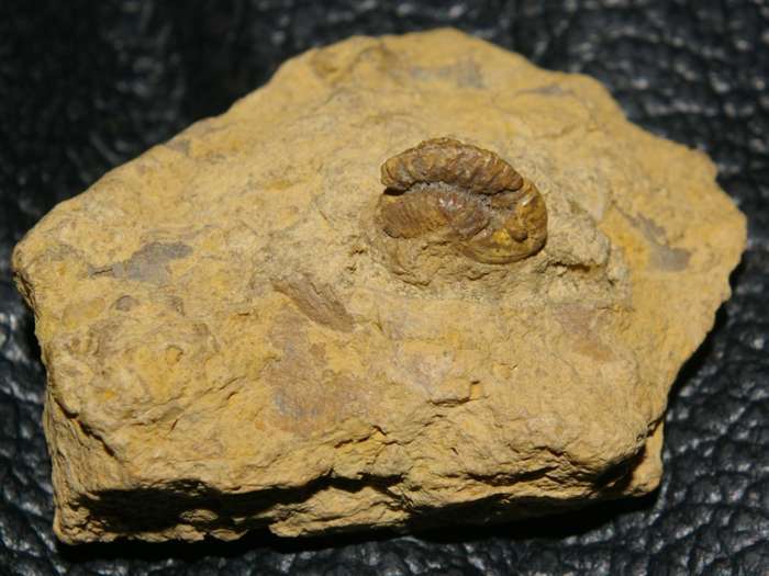 Trilobites