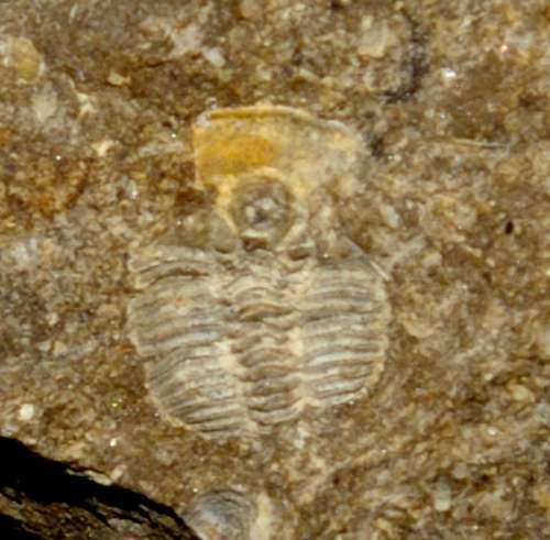 Harpidella misera