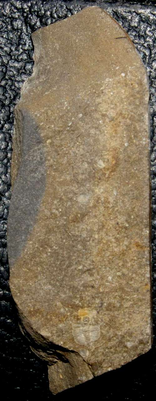 Harpidella misera