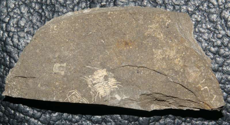 Acanthalomina minuta