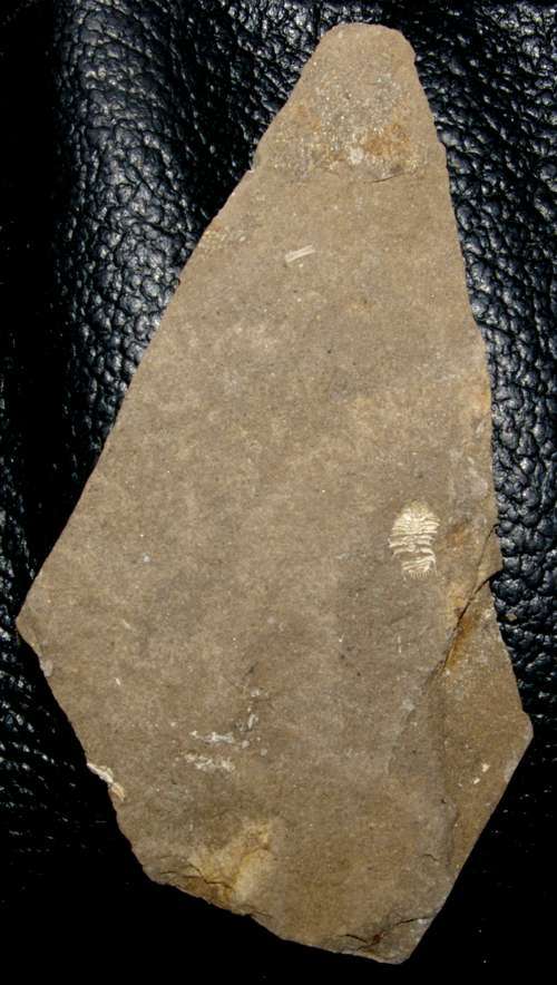 Acanthalomina minuta