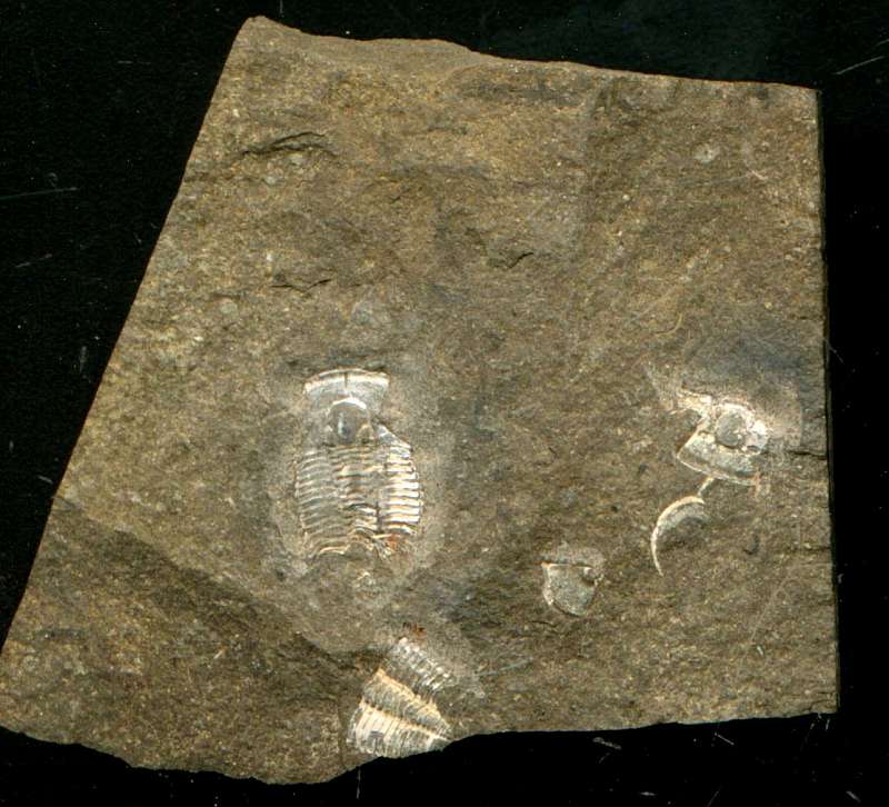 Trilobite