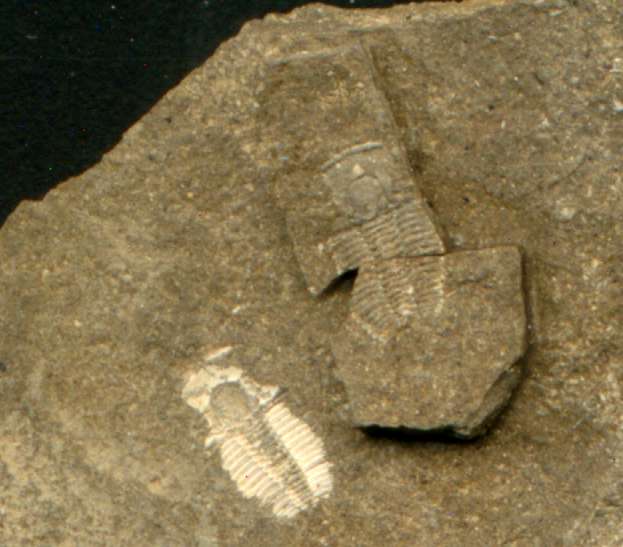 Trilobite