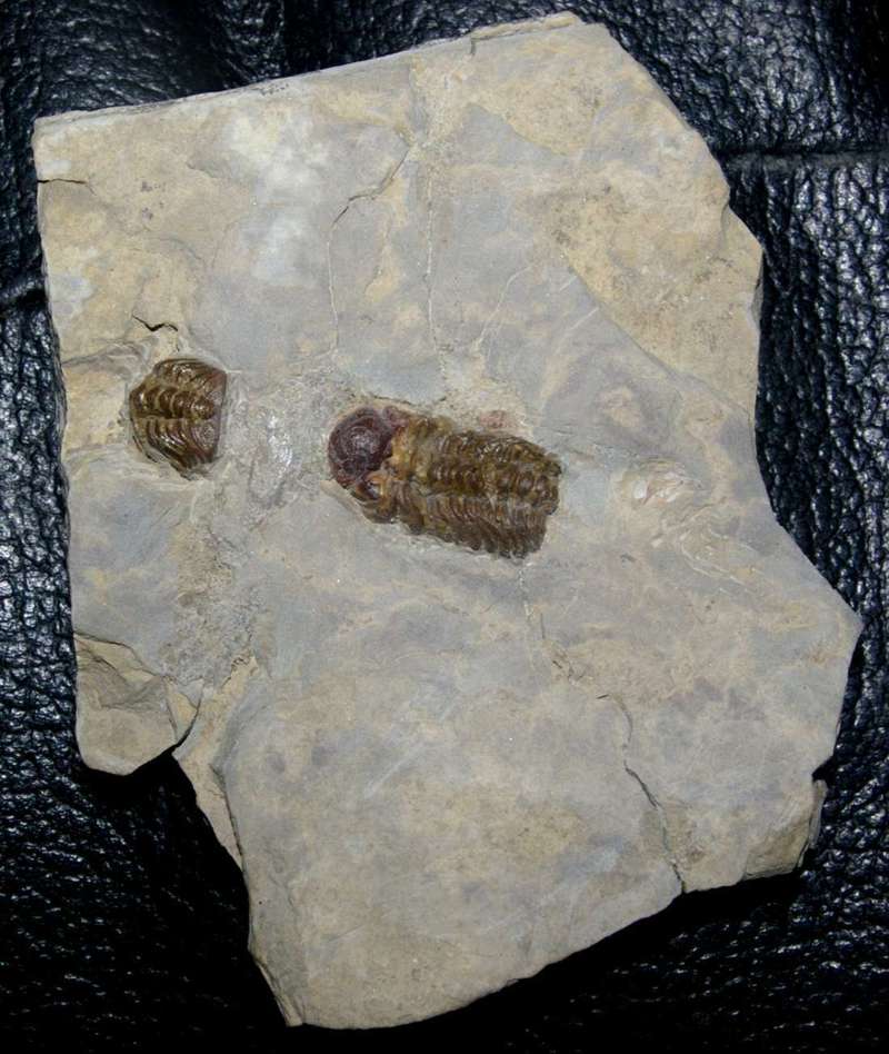 Trimerocephalus interruptus