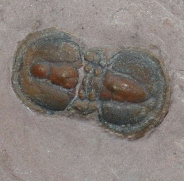 Peronopsis interstricta