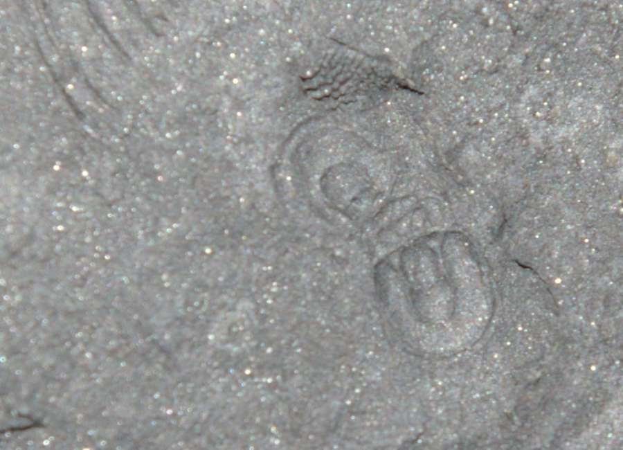 Ordovician trilobites