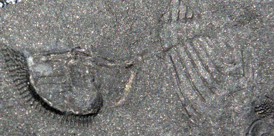 Ordovician trilobites