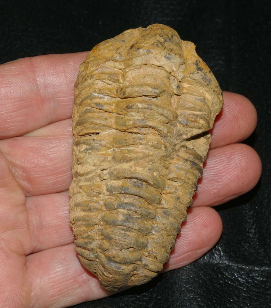 Colpocoryphe grandis