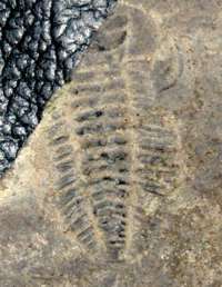 trilobite