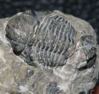 trilobiteg