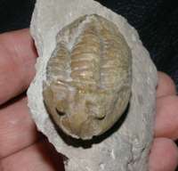 Asaphus lepidurus