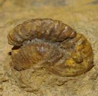 Trilobite