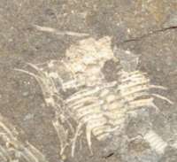  Trilobite