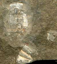  Trilobite