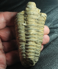 Flexicalymene