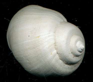 Ampullina depressa 