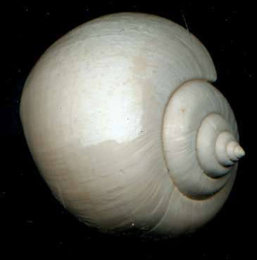 Ampullina willemeti 