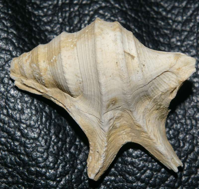 Fossil Aporrhais 