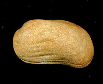 Arca modioliformis.jpg