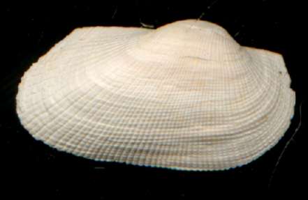 Barbatia appendiculata.jpg