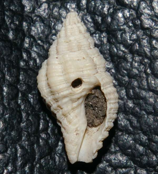 Cantharus exculptus 