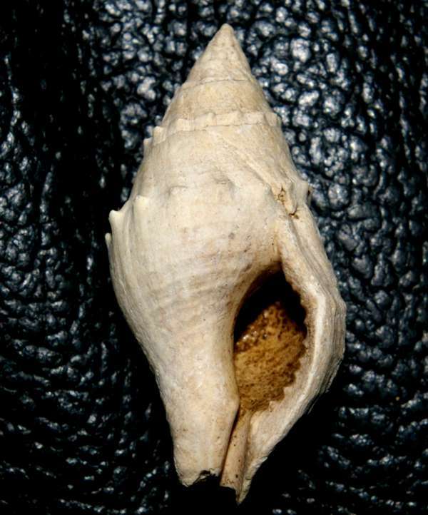 Euthria puschi 