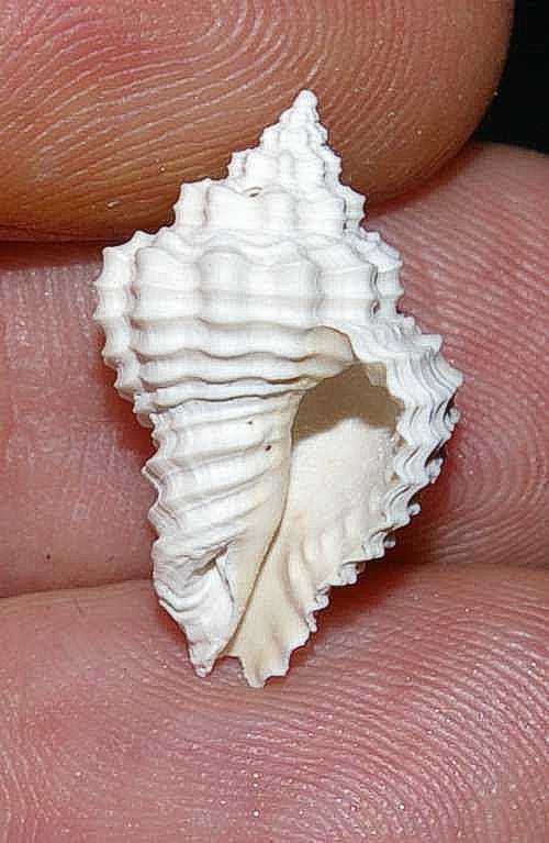 Solenosteira caloosana 