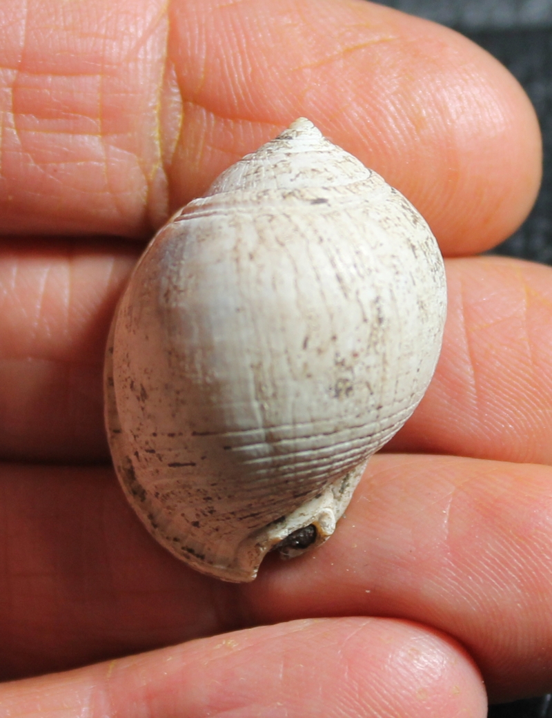  Semicassis miolaevigata