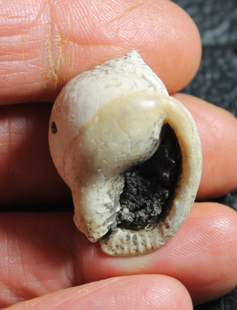  Semicassis miolaevigata