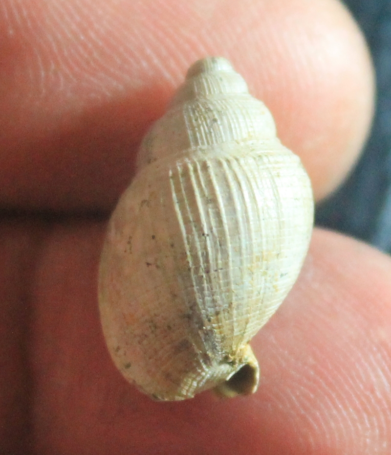  Antephalium ( Semicassis ) transenna