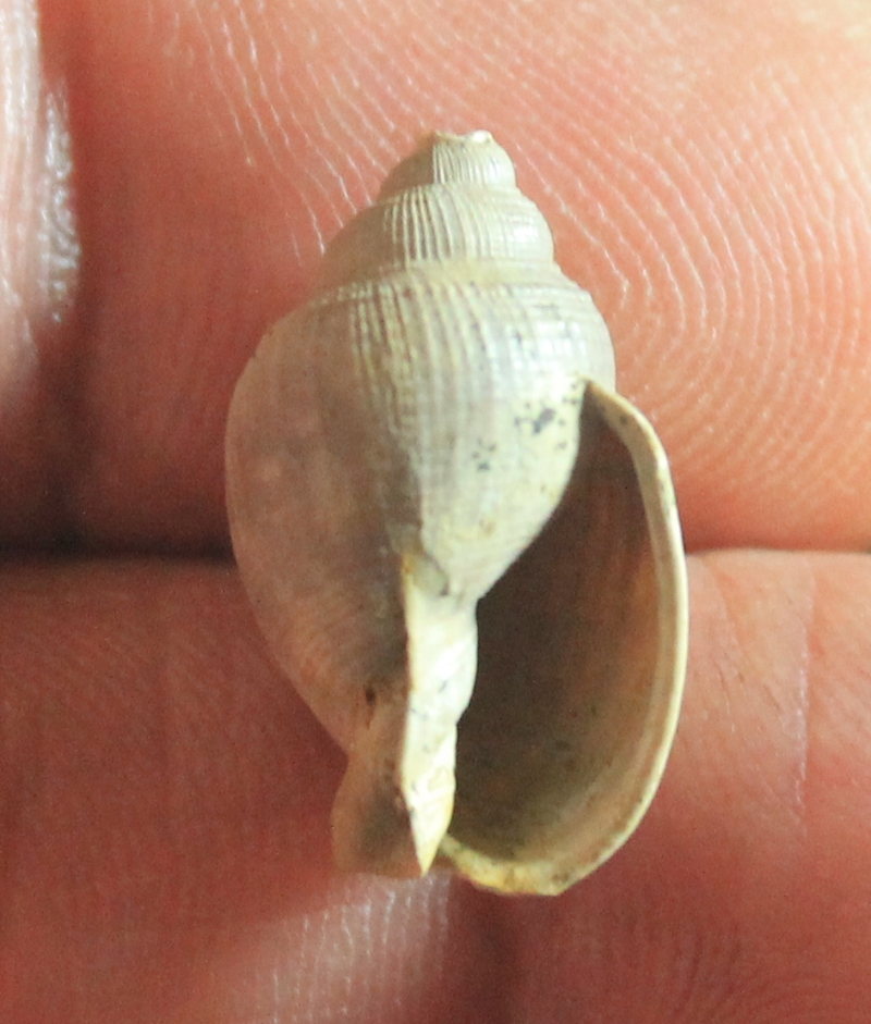  Antephalium ( Semicassis ) transenna