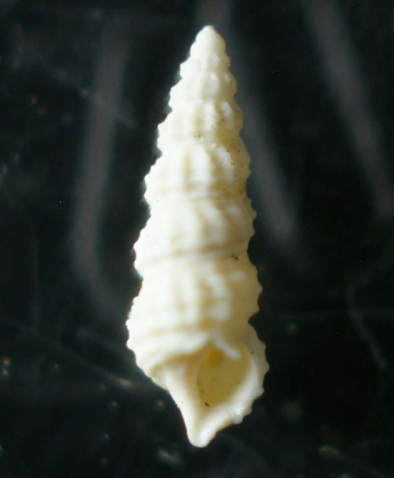 Bittium benoisti 