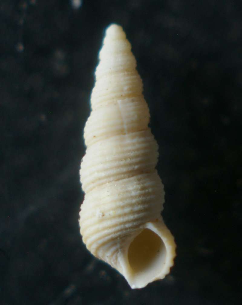 Bittium multiliratum 