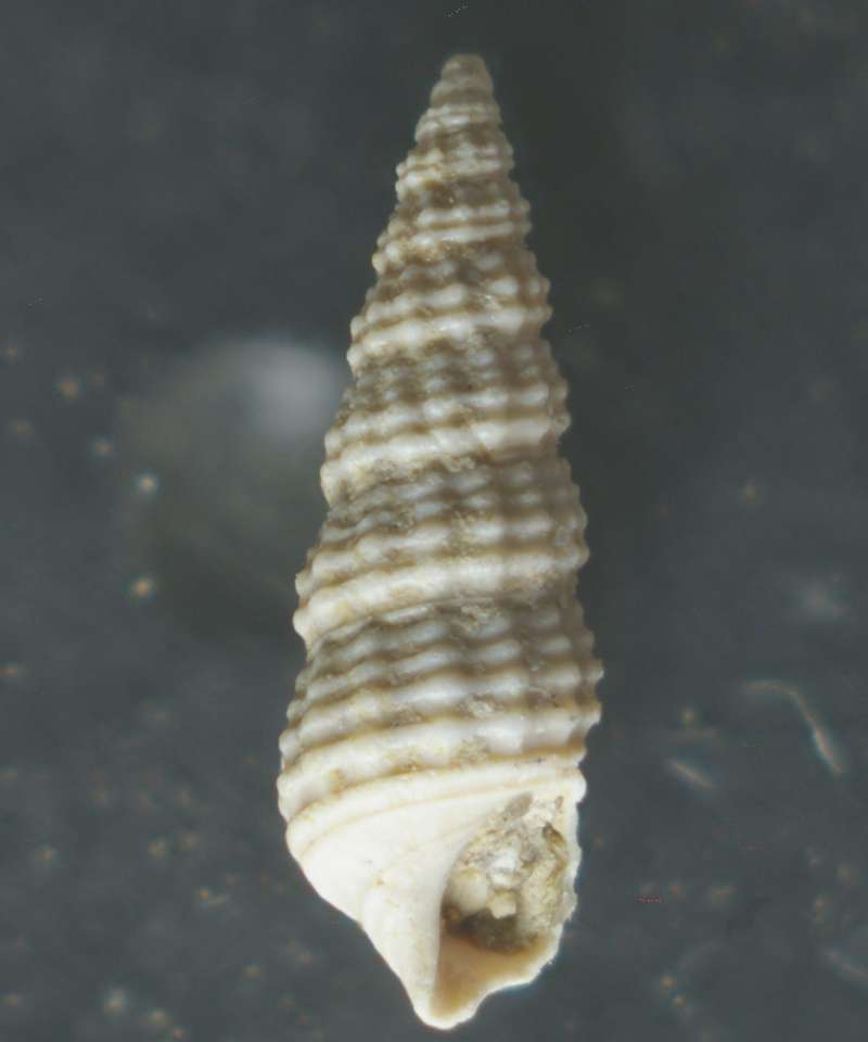Bittium reticulatum 