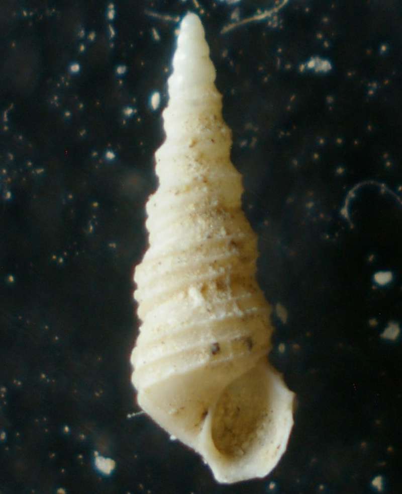 Bittium turritella 