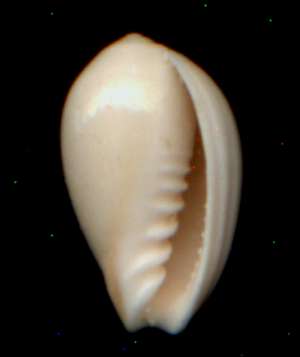 Cryptospira ovulata.jpg