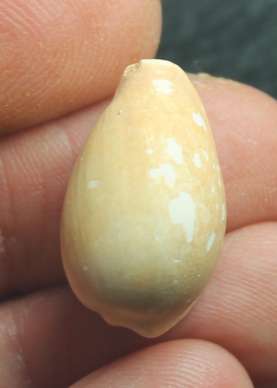  Cypraea reevei