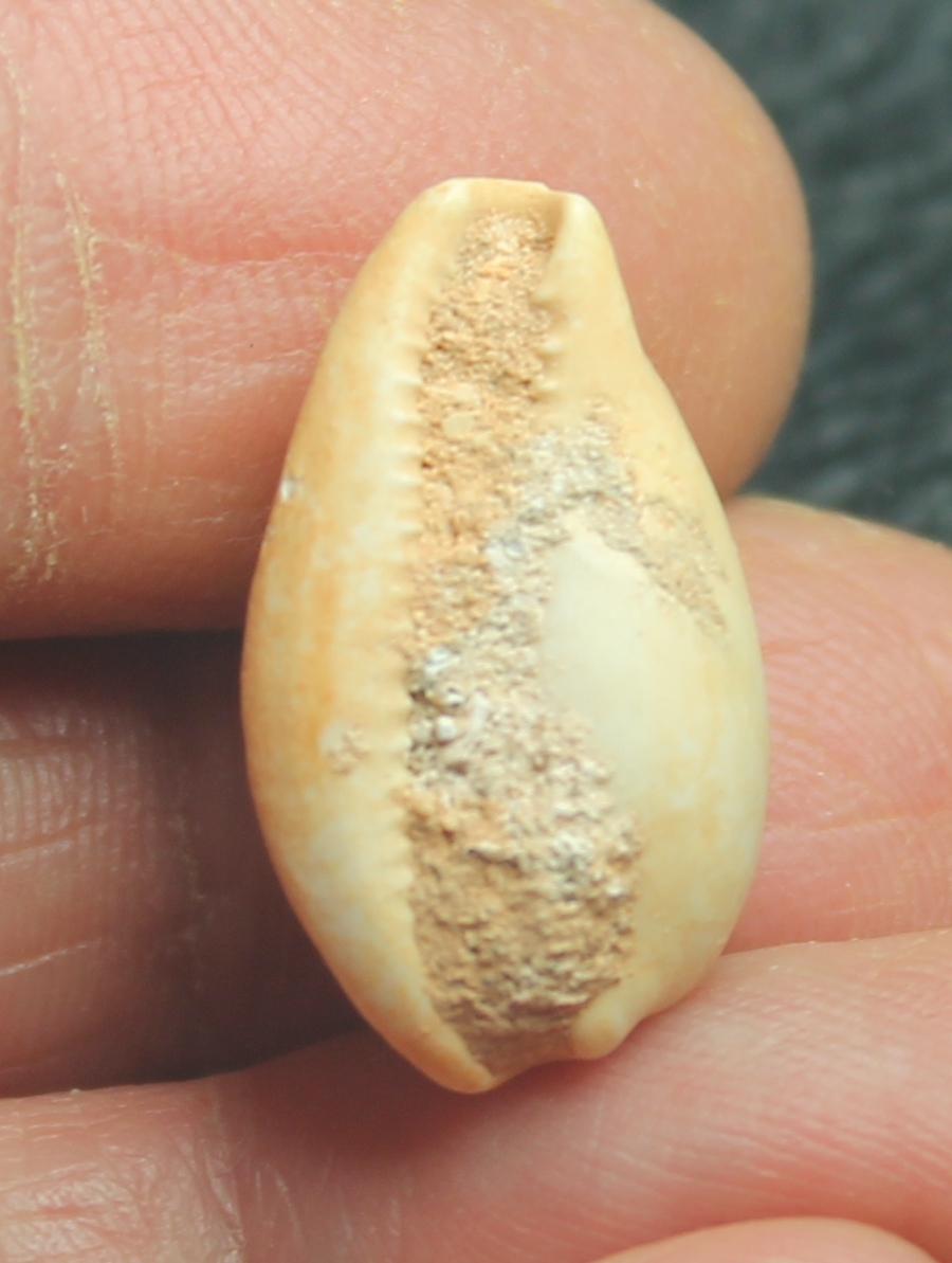  Cypraea reevei