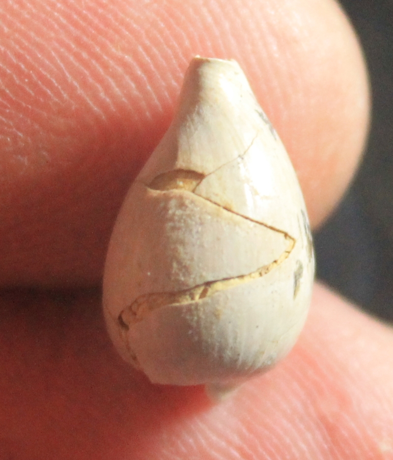  Notoluponia pyrulata